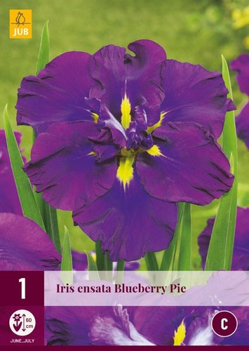 JUB Holland Iris Ensata Blueberry Pie