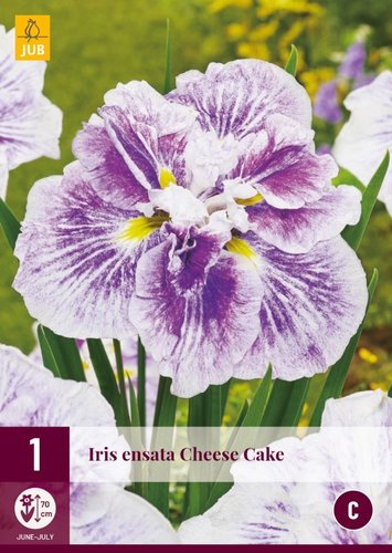 JUB Holland Iris Ensata Cheese Cake