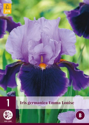 JUB Holland Iris Germanica Emma Louise