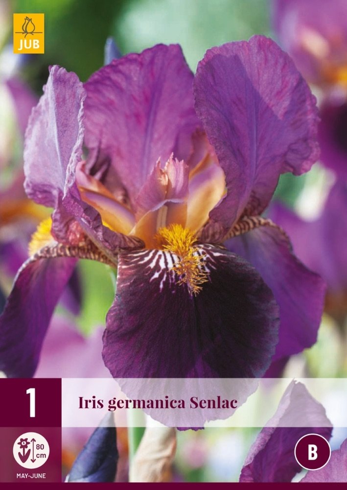 JUB Holland Iris Germanica Senlac - Tuincentrum Coppelmans