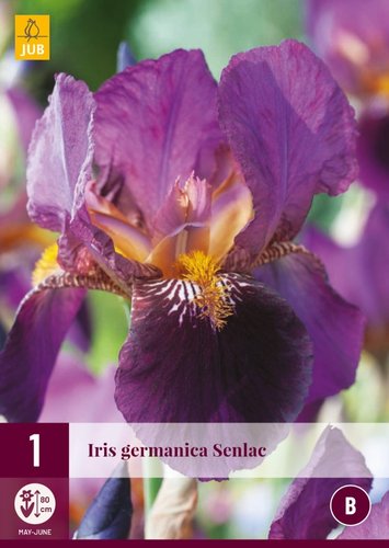 JUB Holland Iris Germanica Senlac