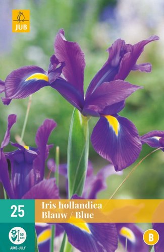 JUB Holland Iris Hollandica Blauw