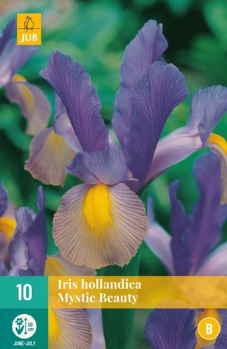 JUB Holland Iris Hollandica Mystic Beauty