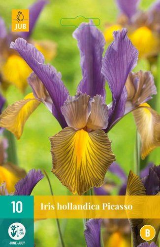 JUB Holland Iris Hollandica Picasso