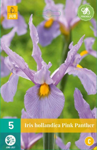 JUB Holland Iris Hollandica Pink Panther