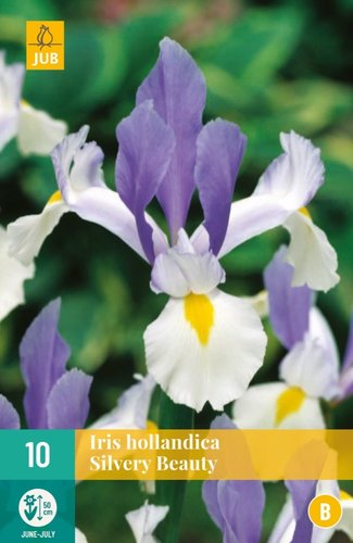 JUB Holland Iris Hollandica Silvery Beauty