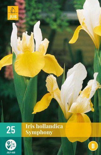 JUB Holland Iris Hollandica Symphony