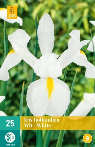 JUB Holland Iris Hollandica Wit