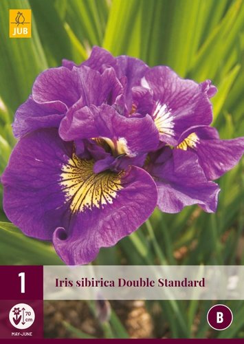 JUB Holland Iris Sibirica Double Standard