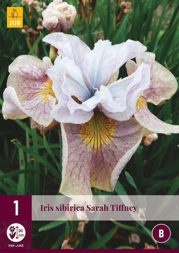 JUB Holland Iris Sibirica Sarah Tiffney