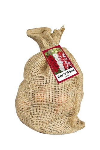 JUB Holland Jute Zak 30 Gladiolus Red & White