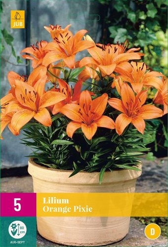 JUB Holland Lelies Orange Pixie
