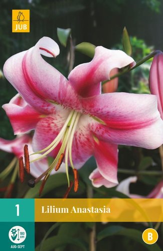 JUB Holland Lilium Anastasia