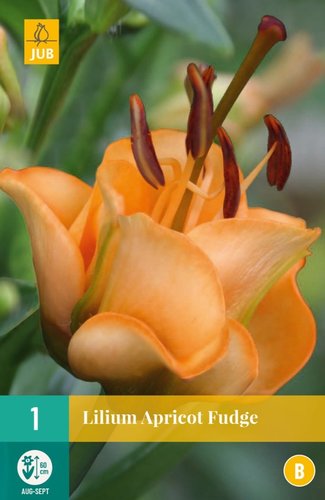 JUB Holland Lilium Apricot Fudge