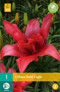 JUB Holland Lilium Bald Eagle