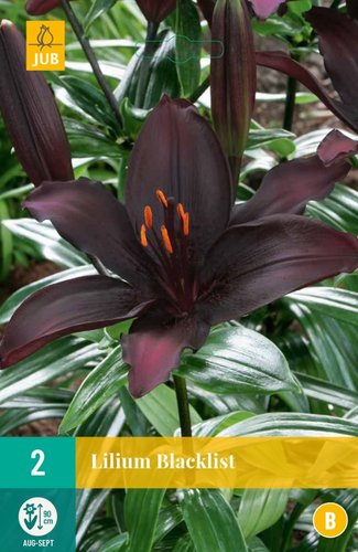 JUB Holland Lilium Blacklist