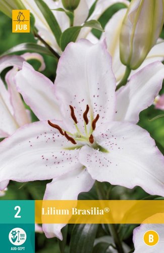 JUB Holland Lilium Brasilia®