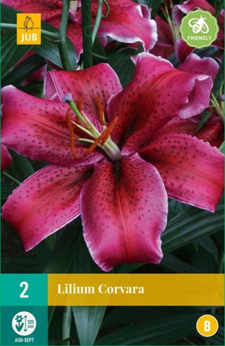 JUB Holland Lilium Corvara
