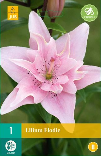 JUB Holland Lilium Elodie