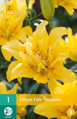JUB Holland Lilium Fata Morgana