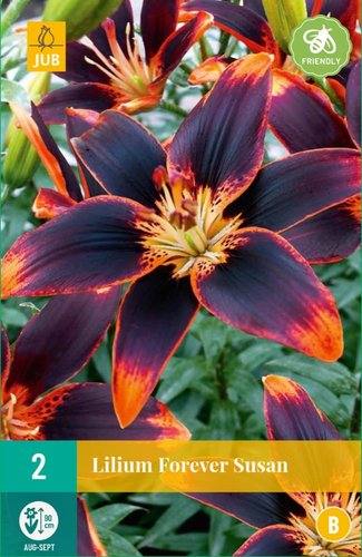 JUB Holland Lilium Forever Susan