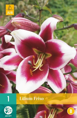JUB Holland Lilium Friso