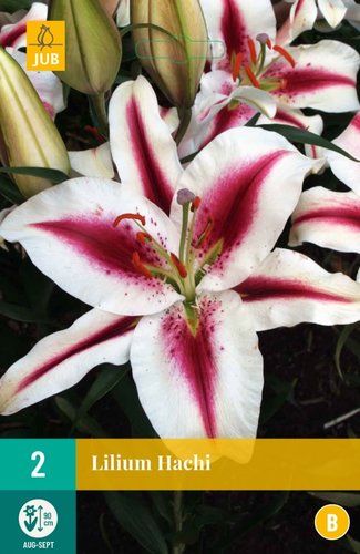 JUB Holland Lilium Hachi