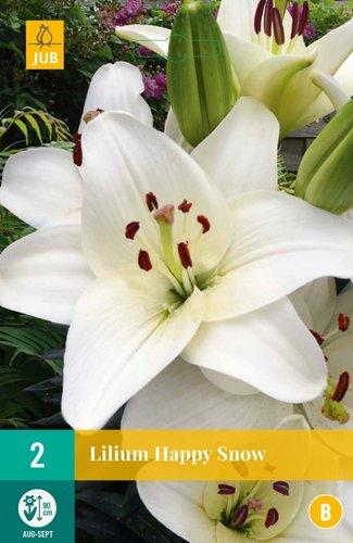 JUB Holland Lilium Happy Snow