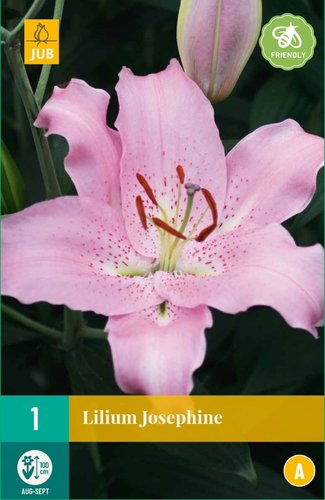 JUB Holland Lilium Josephine