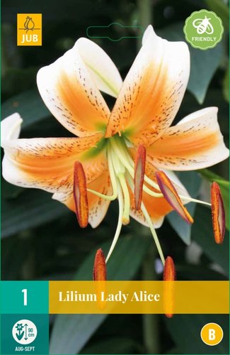 JUB Holland Lilium Lady Alice