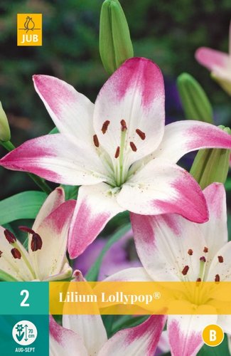 JUB Holland Lilium Lollypop