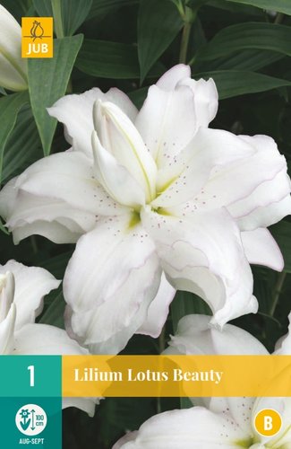 JUB Holland Lilium Lotus Beauty
