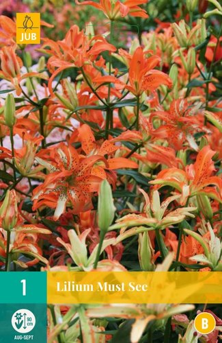 JUB Holland Lilium Must See