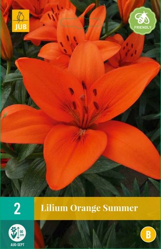 JUB Holland Lilium Orange Summer