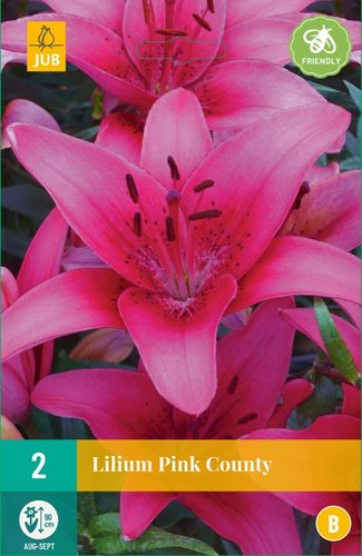 JUB Holland Lilium Pink County