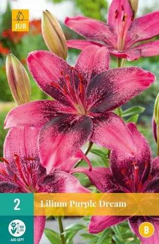 JUB Holland Lilium Purple Dream