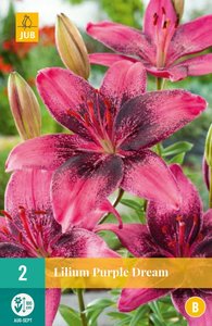 JUB Holland Lilium Purple Dream