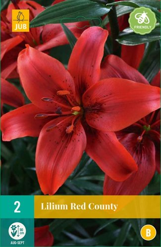 JUB Holland Lilium Red County