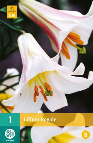 JUB Holland Lilium Regale