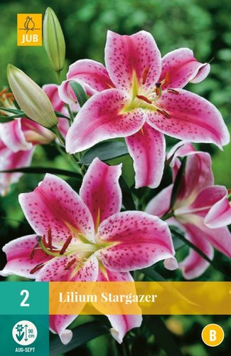 JUB Holland Lilium Stargazer