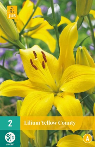 JUB Holland Lilium Yellow County