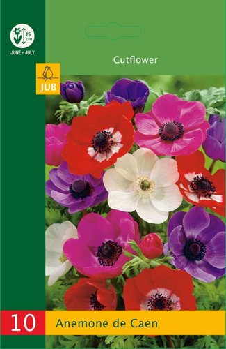 JUB Holland Anemone De Caen Mix