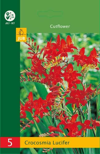 JUB Holland Crocosmia Lucifer