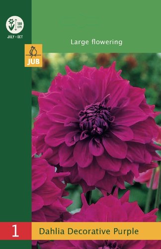 JUB Holland Dahlia Decorative Purple