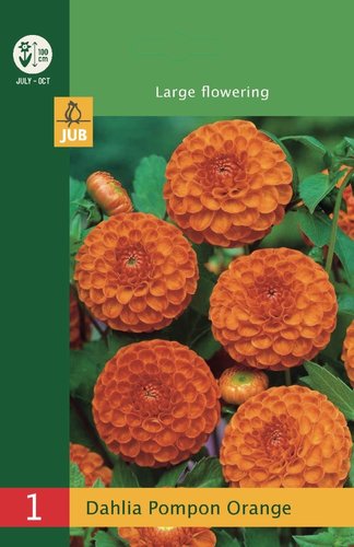 JUB Holland Dahlia Pompon Orange