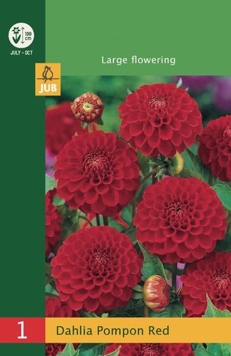 JUB Holland Dahlia Pompon Red