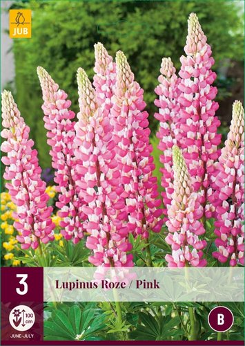 JUB Holland Lupinus Roze