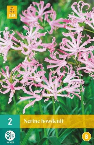 JUB Holland Nerine Bowdenii