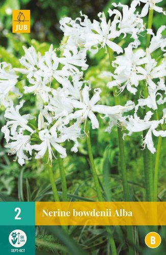 JUB Holland Nerine Bowdenii Alba