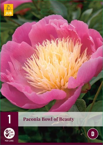 JUB Holland Paeonia Bowl Of Beauty